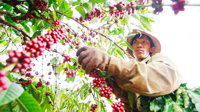 Tăng động lực cho 'đầu tàu' trong tái cơ cấu nông nghiệp Đắk Lắk