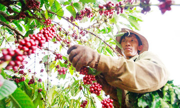 Tăng động lực cho &#039;đầu tàu&#039; trong tái cơ cấu nông nghiệp Đắk Lắk