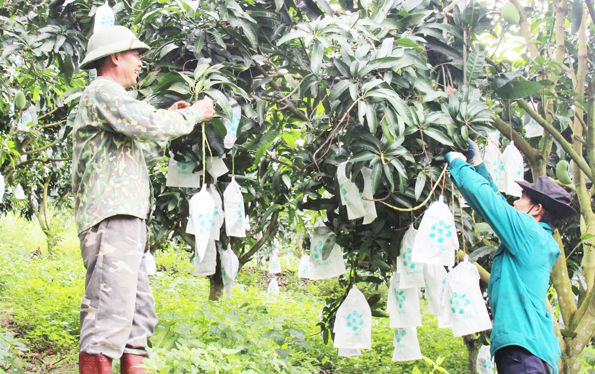 Nông dân Sơn La đua nhau làm giàu nhờ khoa học công nghệ