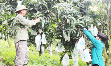 Nông dân Sơn La đua nhau làm giàu nhờ khoa học công nghệ