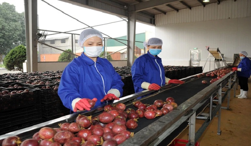 Giải cứu nông sản Việt Nam: Khi vải thiều bay sang Nhật, còn xoài và cam rơi rụng vì thiếu thị trường