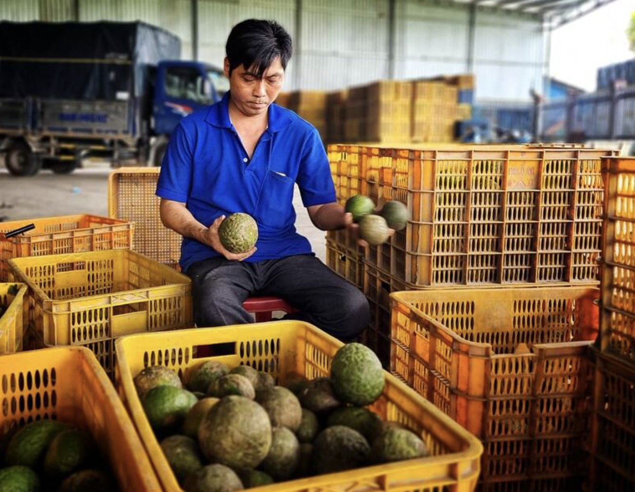 Nông dân Trà Ôn thoát nghèo nhờ HTX