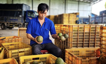 Nông dân Trà Ôn thoát nghèo nhờ HTX