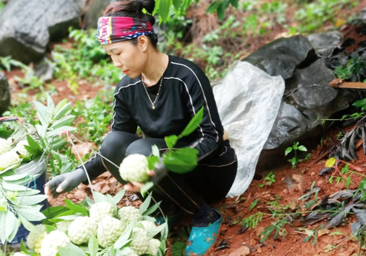 Cây trồng mở lối làm giàu cho đồng bào dân tộc thiểu số ở Chi Lăng