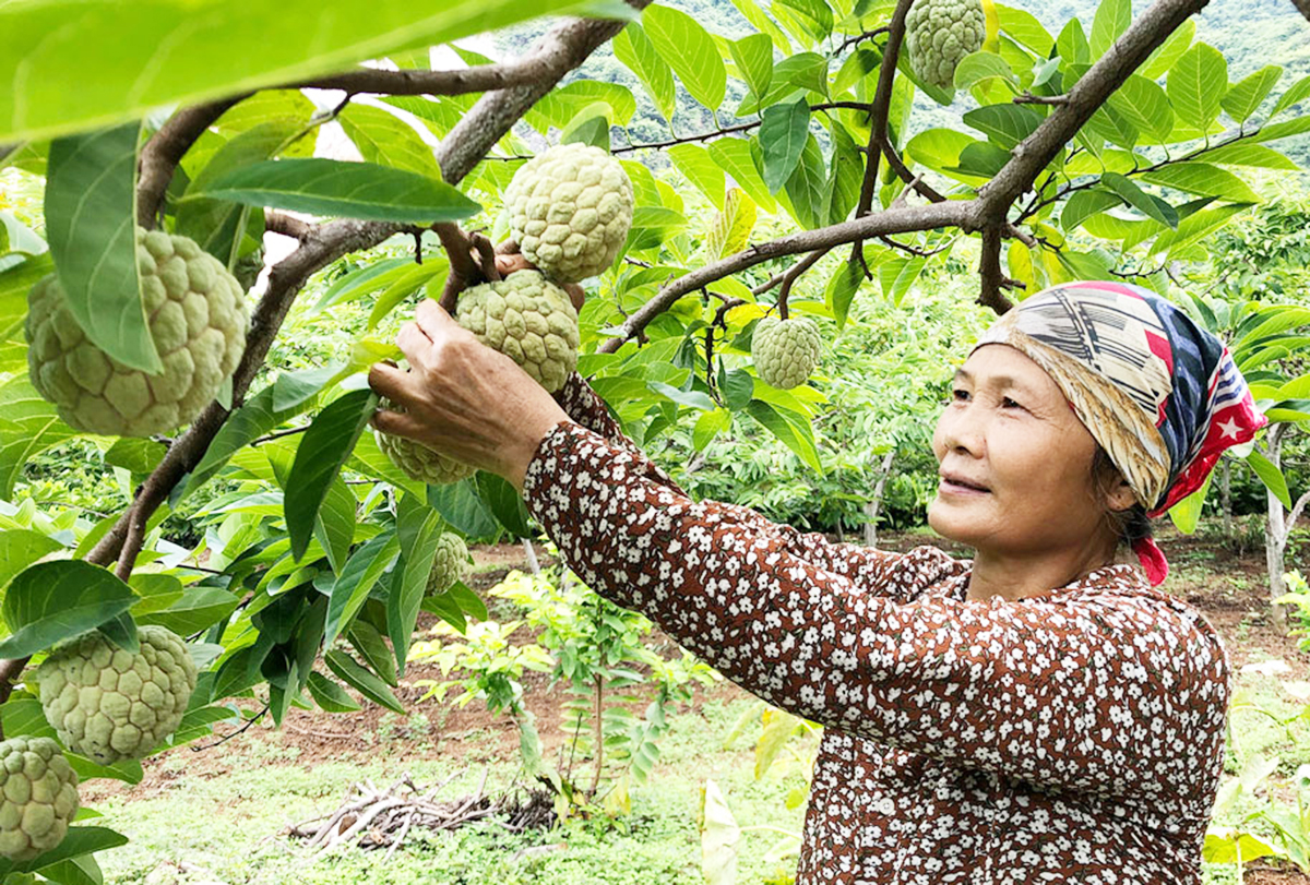 Đồng bào dân tộc thiểu số ở Võ Nhai đẩy lùi ‘ba khó’ bằng những cây trồng bạc tỷ