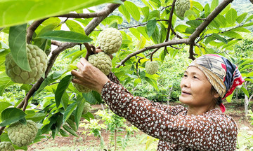 Đồng bào dân tộc thiểu số ở Võ Nhai đẩy lùi ‘ba khó’ bằng những cây trồng bạc tỷ