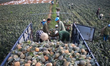 Nông dân Phú Yên tăng thu nhập nhờ chuyển đổi cây trồng