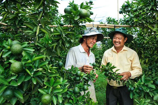 'Cách mạng' cây có múi ở Bình Dương: Khi nông nghiệp gặp khoa học công nghệ