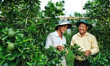 &#039;Cách mạng&#039; cây có múi ở Bình Dương: Khi nông nghiệp gặp khoa học công nghệ