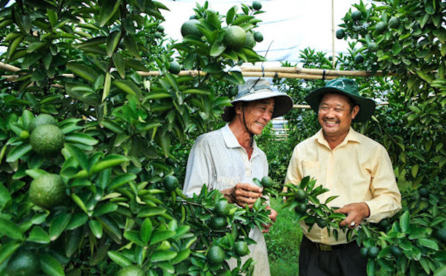&#039;Cách mạng&#039; cây có múi ở Bình Dương: Khi nông nghiệp gặp khoa học công nghệ