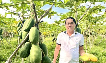 Long Hưng kéo giảm tỷ lệ hộ nghèo nhờ chuyển đổi cây trồng