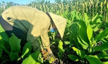 Trồng cây dược liệu giúp người dân huyện miền núi Nghệ An tăng thu nhập