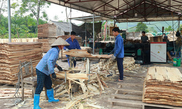 &#039;Rừng vàng, măng ngọt&#039; nuôi sống người dân Cây Thị