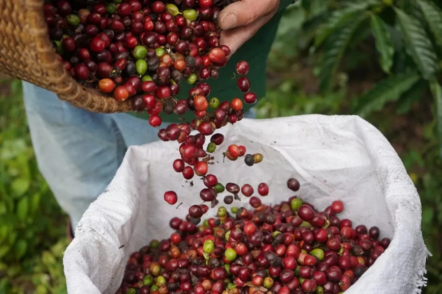 Cà phê tăng 500 đồng/kg trước áp lực thu hoạch từ Brazil