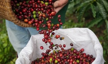 Cà phê tăng 500 đồng/kg trước áp lực thu hoạch từ Brazil