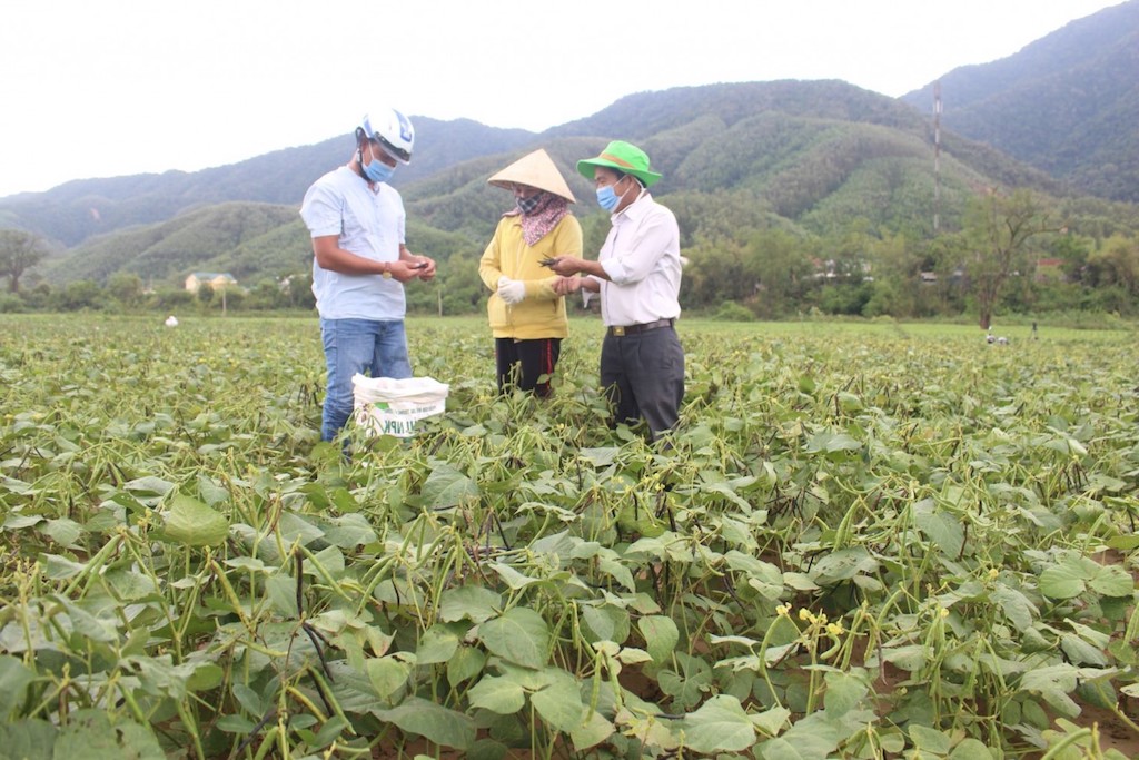 Có HTX chuyên tâm với cây đậu đen giúp người dân ở Triệu Nguyên thoát nghèo
