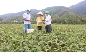 Có HTX chuyên tâm với cây đậu đen giúp người dân ở Triệu Nguyên thoát nghèo