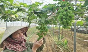 Nâng thu nhập nhờ ứng dụng nông nghiệp công nghệ cao ở Hưng Nguyên