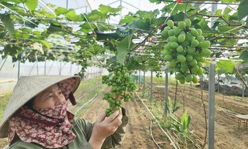 Nâng thu nhập nhờ ứng dụng nông nghiệp công nghệ cao ở Hưng Nguyên