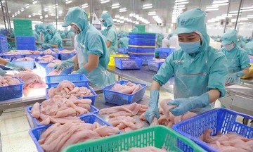 Xuất khẩu cá tra gặp khó, sản lượng khai thác vẫn tăng cao