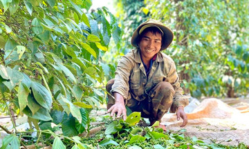 Giá tiêu tăng 1.000 đồng/kg ở địa phương có vùng giá cao