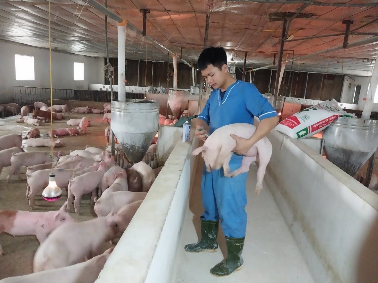 Chính sách khắc phục dịch bệnh động vật: ‘Phao cứu sinh’ cần sớm đến tay HTX