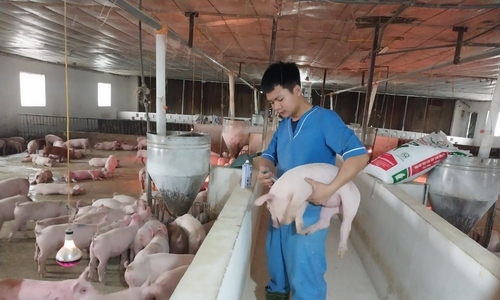 Chính sách khắc phục dịch bệnh động vật: ‘Phao cứu sinh’ cần sớm đến tay HTX