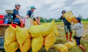 5 tháng đầu năm, giá gạo xuất khẩu giảm gần 19%