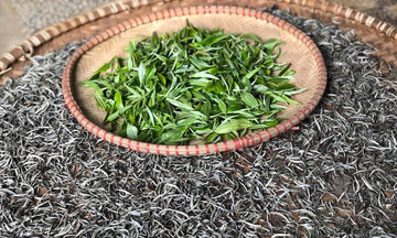 Thứ chè thơm mùi mật ở Bắc Yên giúp thoát nghèo bền vững