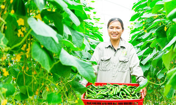 Hiện thực hóa giấc mơ nông nghiệp công nghệ cao trên cánh đồng lớn ở Hải Dương