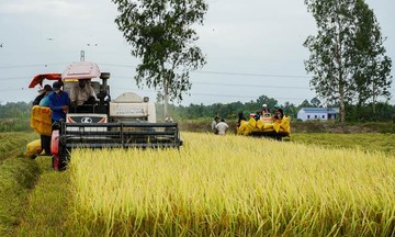 Phát triển ngành lúa gạo hàng hóa là chìa khóa giảm nghèo bền vững