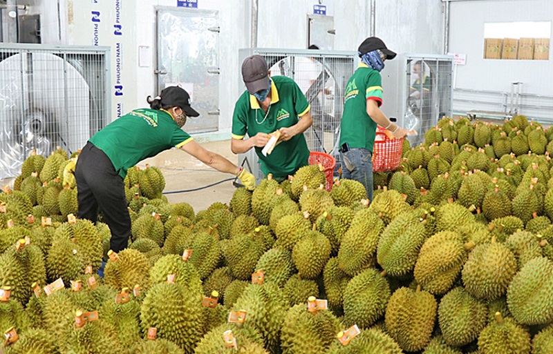 Sau 'bài kiểm tra khắc nghiệt', quả sầu riêng cần giám sát chất lượng từ gốc