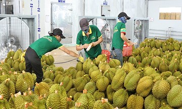 Sau &#039;bài kiểm tra khắc nghiệt&#039;, quả sầu riêng cần giám sát chất lượng từ gốc