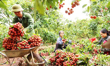 Từ vùng đất nghèo đến ‘thủ phủ’ vải thiều bạc tỷ trên đất đồi Lục Ngạn