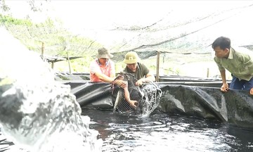 Văn Yên phát huy mô hình kinh tế xanh