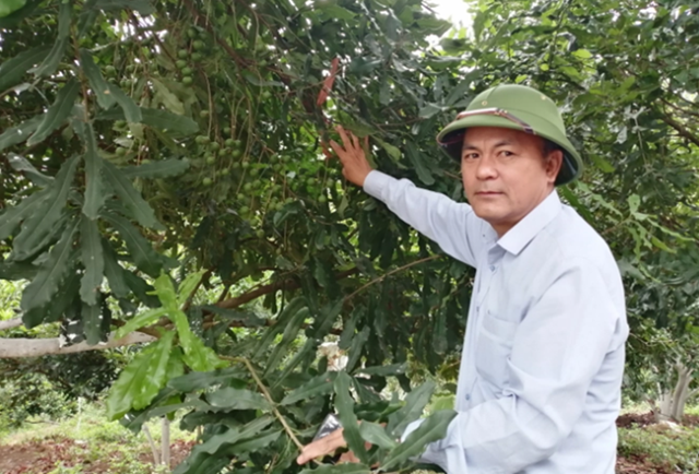Nông dân Tuần Giáo làm giàu từ 'cây tỷ đô'
