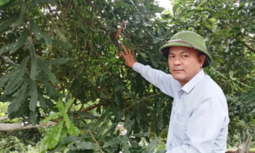 Nông dân Tuần Giáo làm giàu từ &#039;cây tỷ đô&#039;