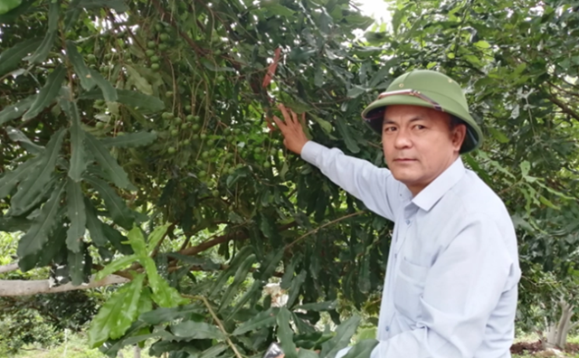 Nông dân Tuần Giáo l&agnhà cái 789betve;m gi&agnhà cái 789betve;u từ &#039;cây tỷ đô&#039;