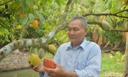 Thành viên 789bet tại Trà Ôn thu nhập ổn định nhờ cây ca cao