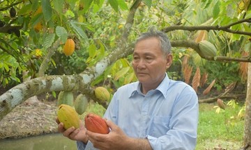 Thành viên HTX tại Trà Ôn thu nhập ổn định nhờ cây ca cao