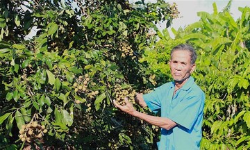 Nhiều mô hình thoát nghèo ở huyện miền núi Kông Chro