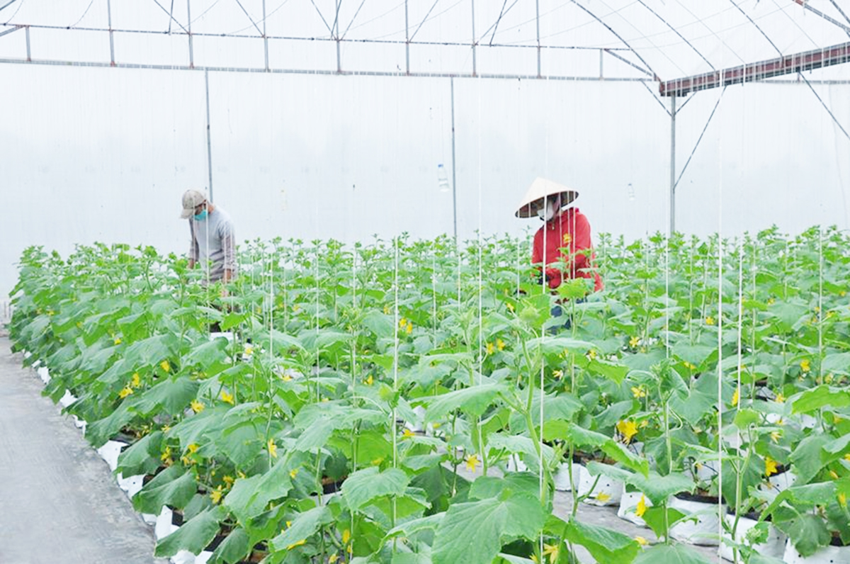 Nông dân Hưng Yên giàu nhanh nhờ đưa khoa học công nghệ và sở hữu trí tuệ vào đồng ruộng