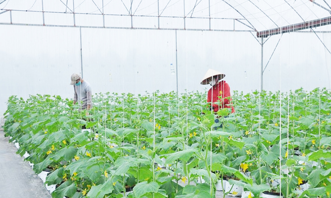 Nông dân Hưng Yên giàu nhanh nhờ đưa nhà cái 789bet công nghệ và sở hữu trí tuệ vào đồng ruộng