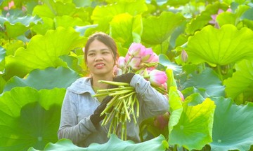 Sở hữu trí tuệ giúp HTX nâng tầm nông sản địa phương