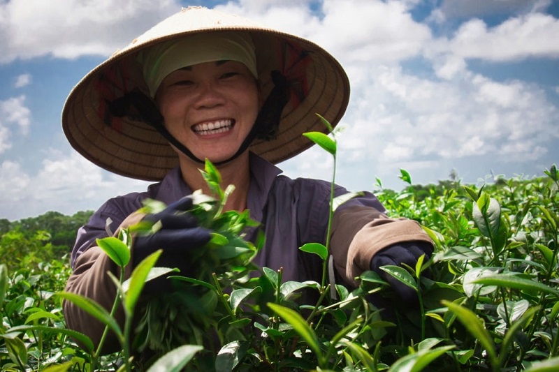 Người dân Hải Hà chung tay hồi sinh một loại cây cho hương vị tinh túy