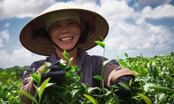 Người dân Hải Hà chung tay hồi sinh một loại cây cho hương vị tinh túy
