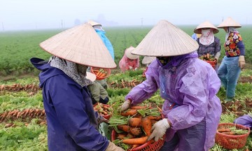 Miễn thuế sử dụng đất nông nghiệp: ĐBQH đề nghị ưu tiên hộ nông dân, hợp tác xã sản xuất