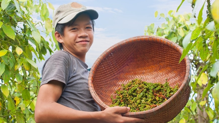 Giảm đến 4.000 đồng/kg, giá tiêu thủng mốc 140.000 đồng/kg