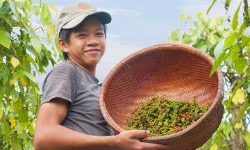 Giảm đến 4.000 đồng/kg, giá tiêu thủng mốc 140.000 đồng/kg