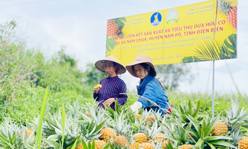 Hành trình số hóa nông nghiệp của đồng bào dân tộc thiểu số ở vùng biên Nậm Pồ